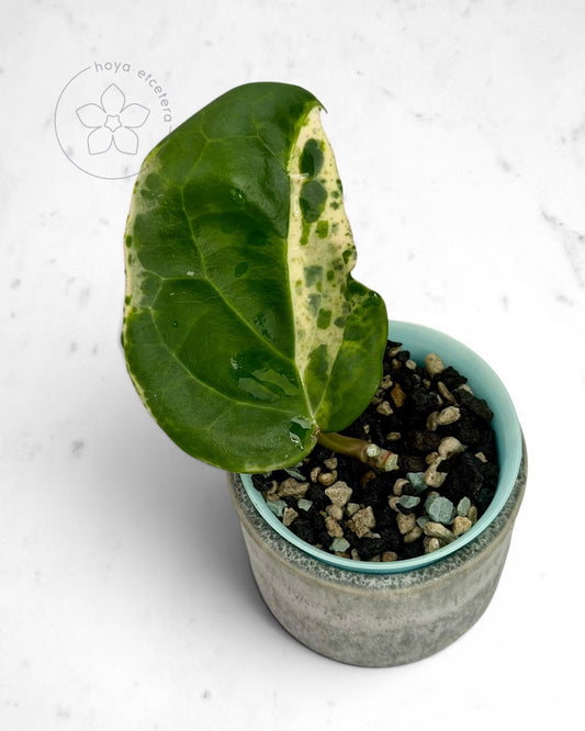 Hoya 'Candy'