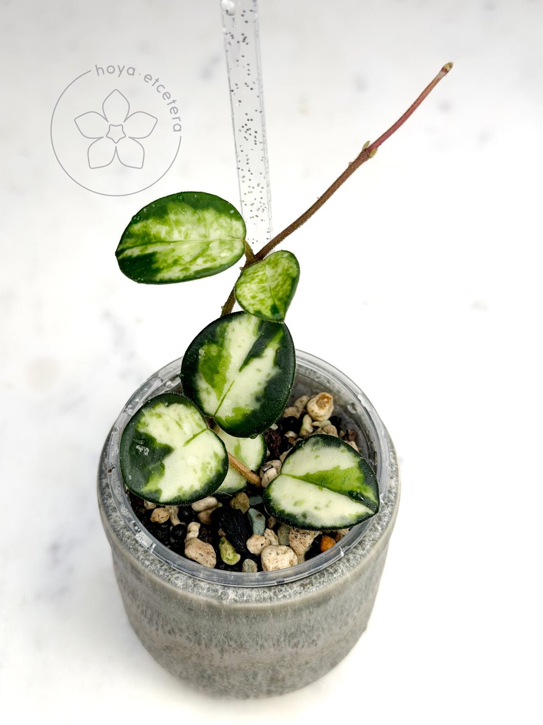 Hoya 'Mathilde' (variegated)