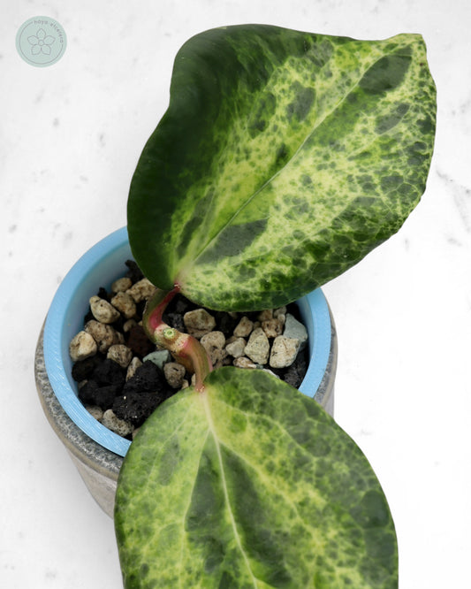 Hoya 'Candy' 🌱 cutting