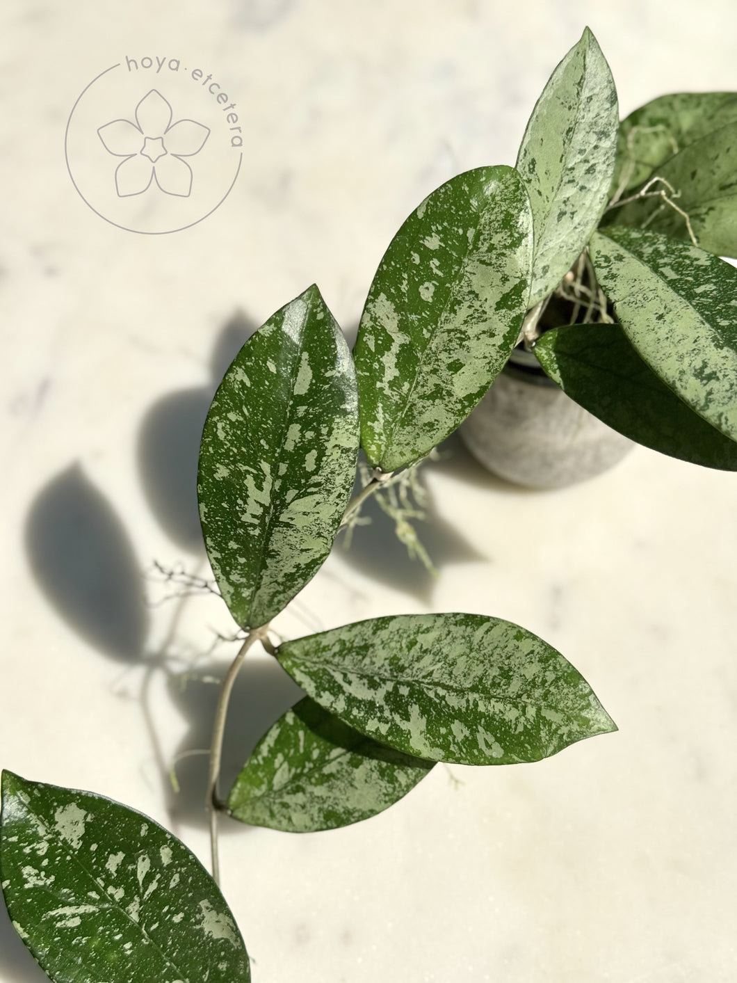 FREE Clone 2 cutting on $200+ orders