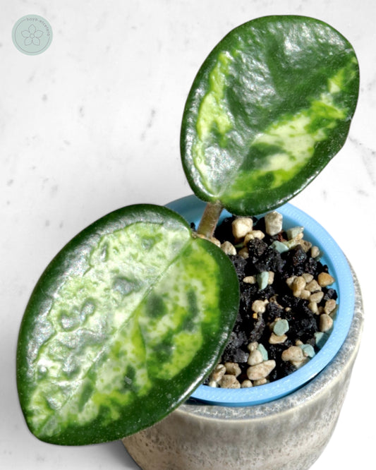 Hoya carnosa 'Madara' (Green Edge)