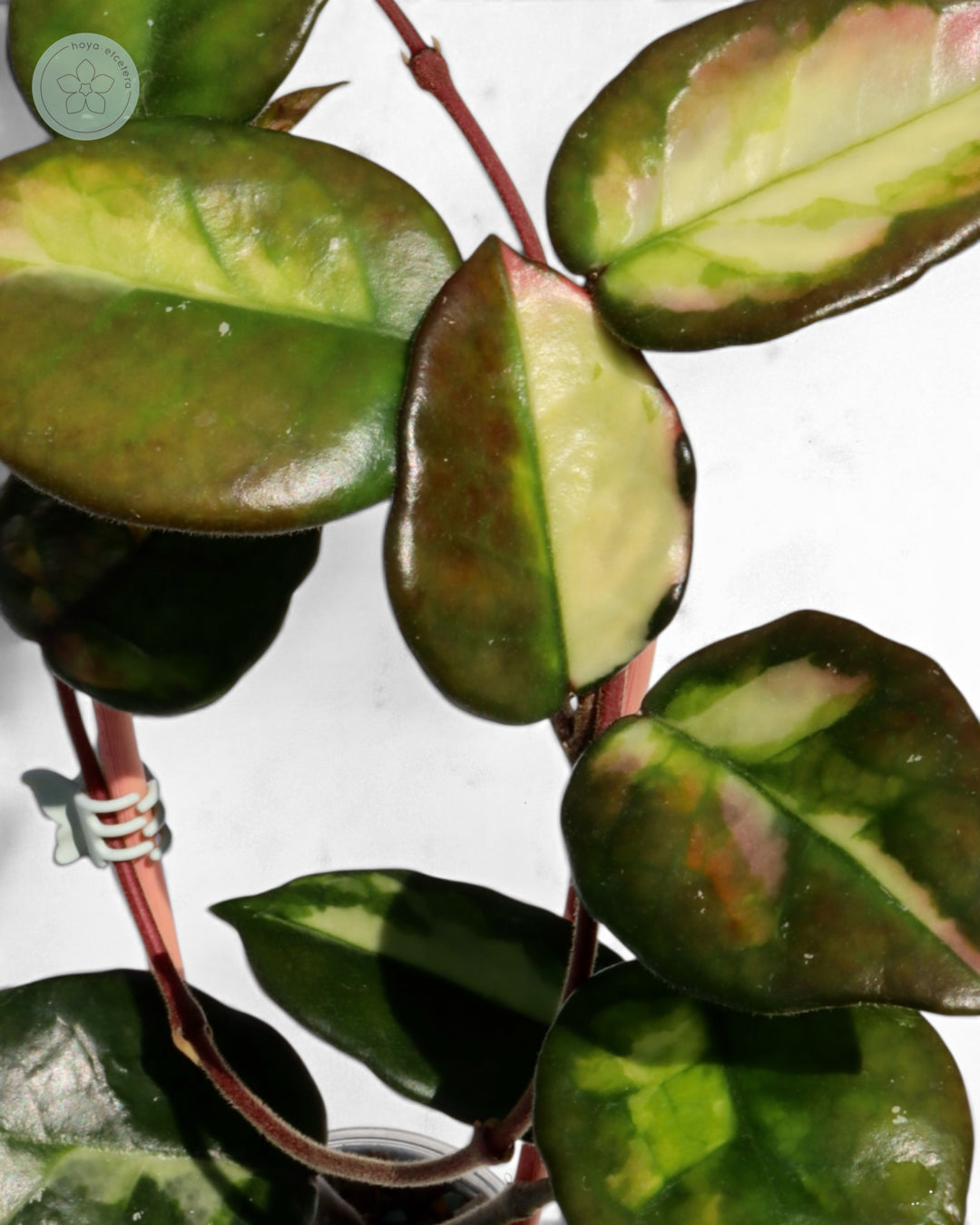 Hoya 'Momo'