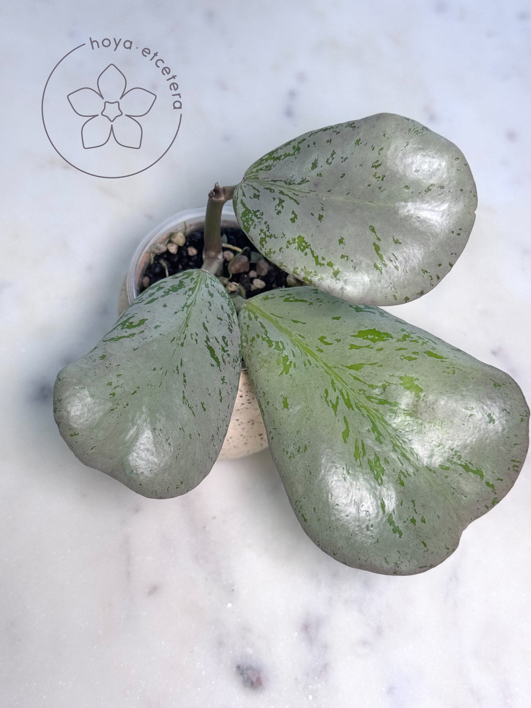 Hoya sp. Chiang Dao (silver)