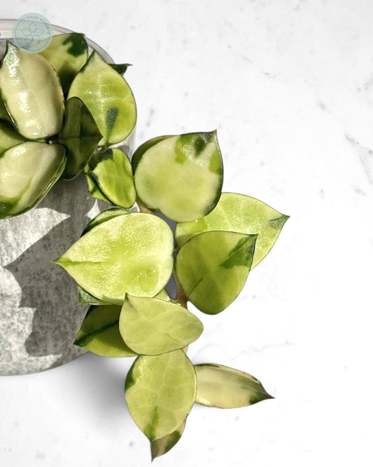 Hoya lacunosa 'Asami' (variegated)