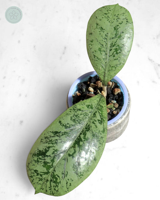Hoya 'Lorelai'