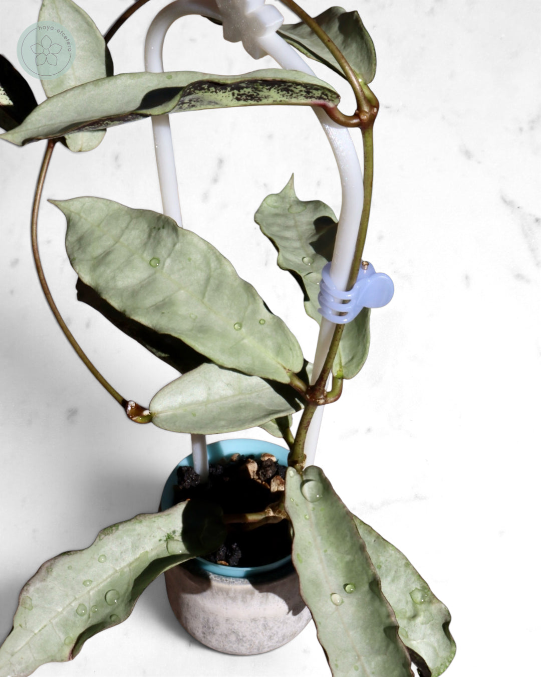 Hoya mitrata (sp. Buntok silver AH clone)
