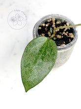 Load image into Gallery viewer, Hoya &#39;Cori&#39;
