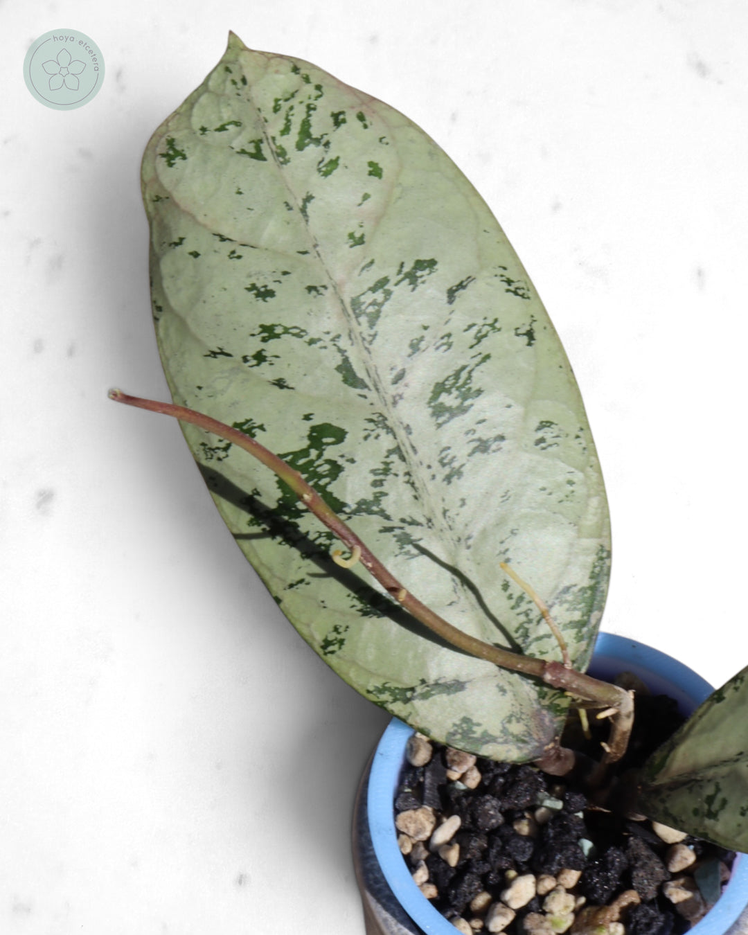 Hoya 'Lorelai'