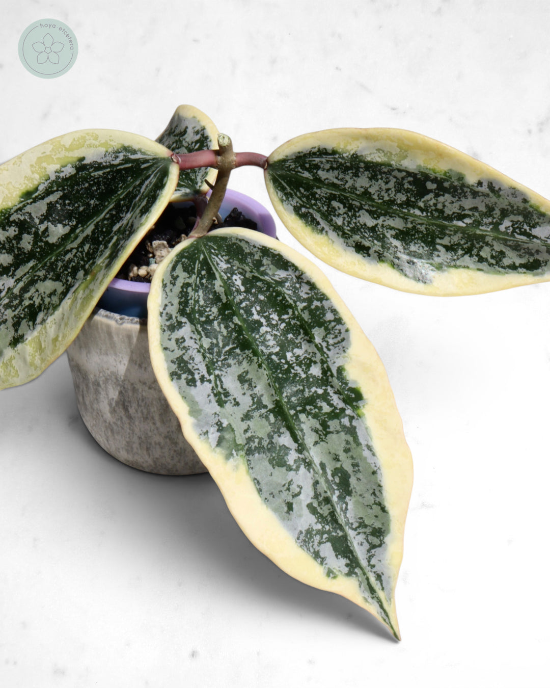 Hoya sp. Rangsan (albo splash) 🌱 cutting