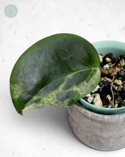 Hoya 'Candy'