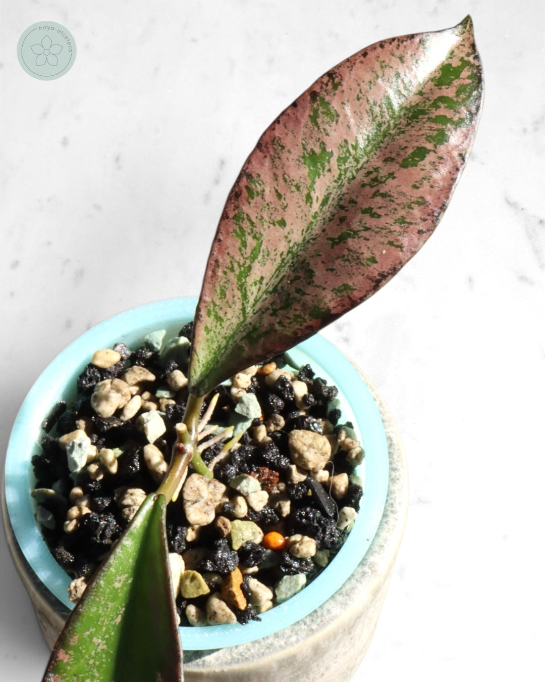Hoya 'Argentella Luna'