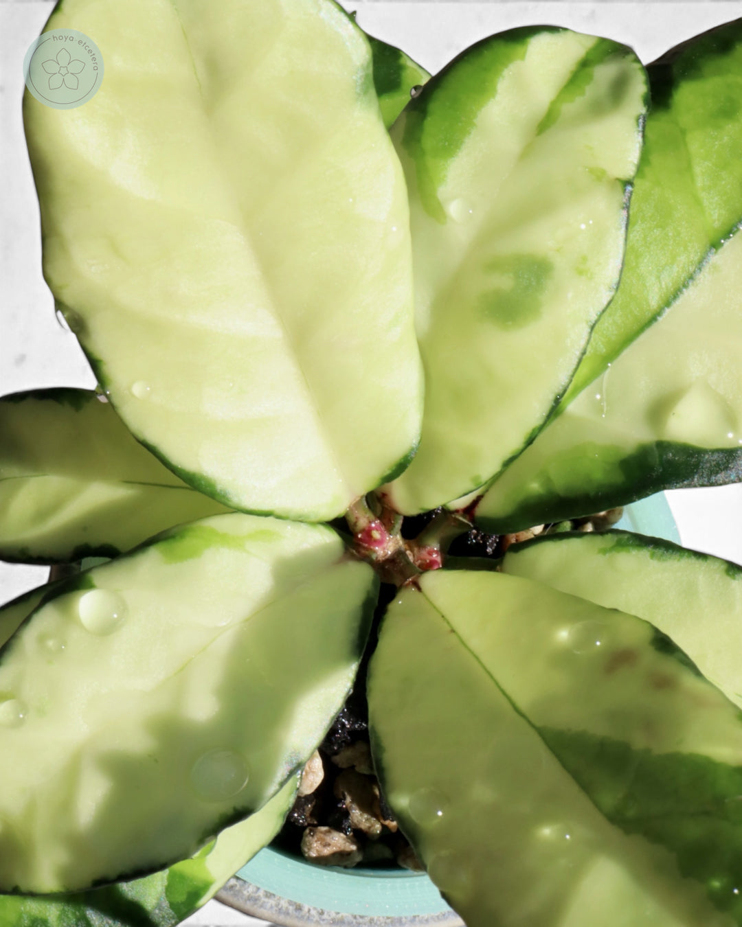 Hoya crassipetiolata (variegated)