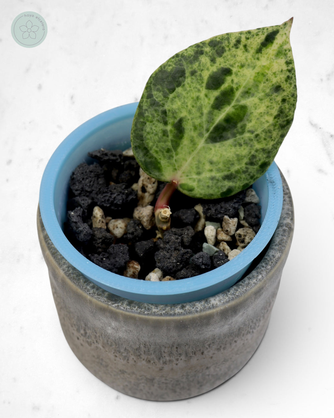 Hoya 'Candy' 🌱 cutting