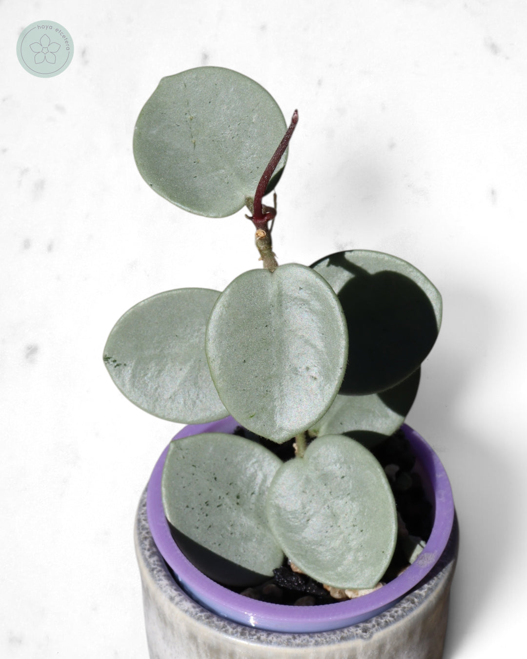 Hoya 'Grey Fairy'