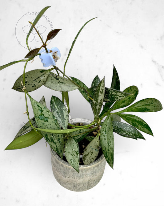 Hoya rosita (silver)
