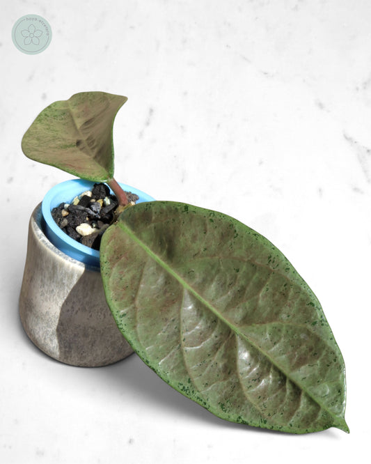 Hoya sp. Lai Chau (silver)