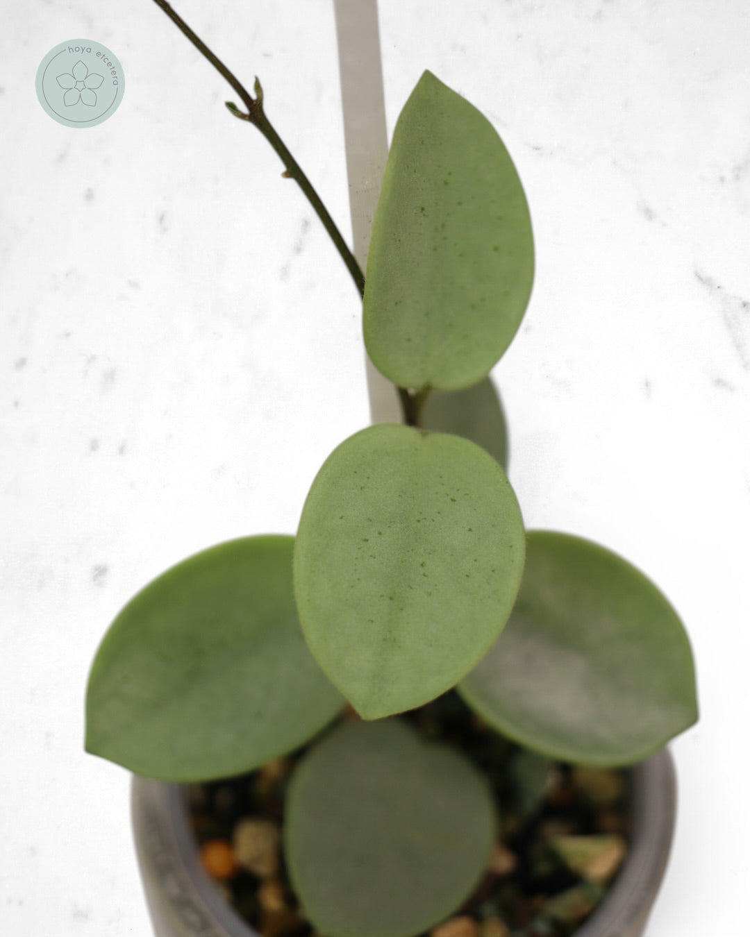Hoya 'Grey Fairy'