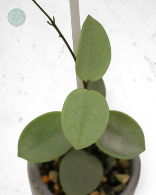 Hoya 'Grey Fairy'