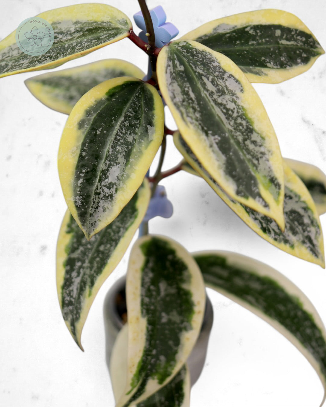 Hoya sp. Rangsan (albo splash)