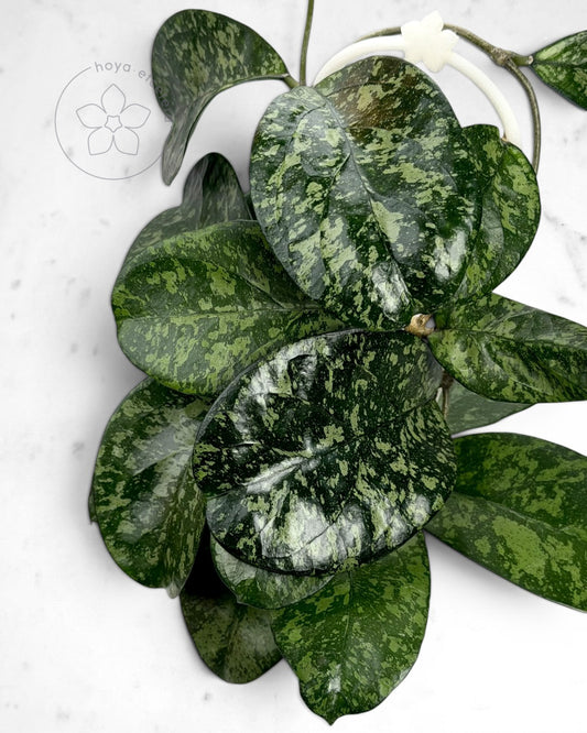 Hoya crassipetiolata (splash) x 'Michele' (AH clone 1)
