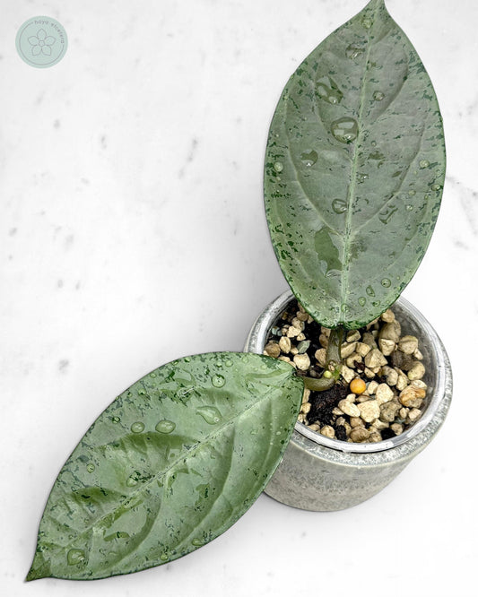 Hoya sp. Lai chau (silver)
