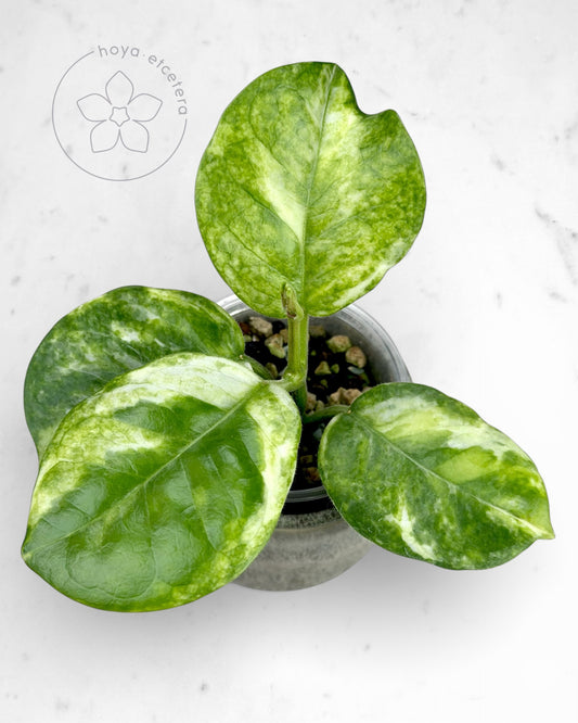 Hoya australis (peridot)