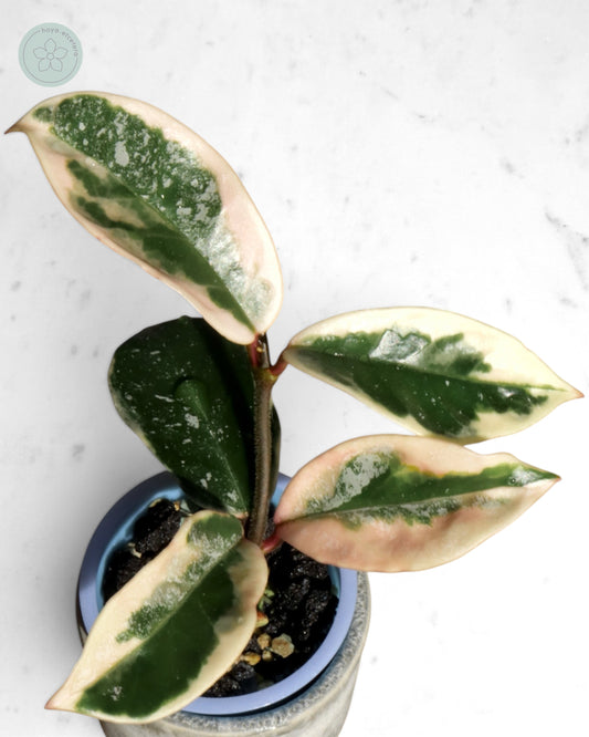 Hoya 'Krimson Queen' (splash)