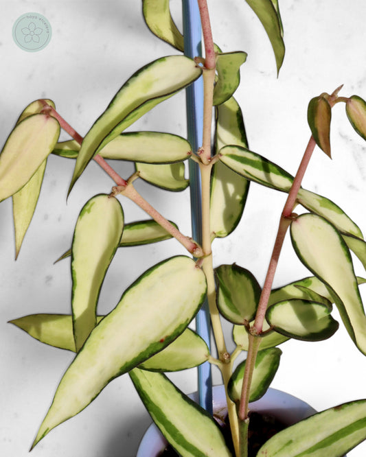 Hoya burmanica (variegated)