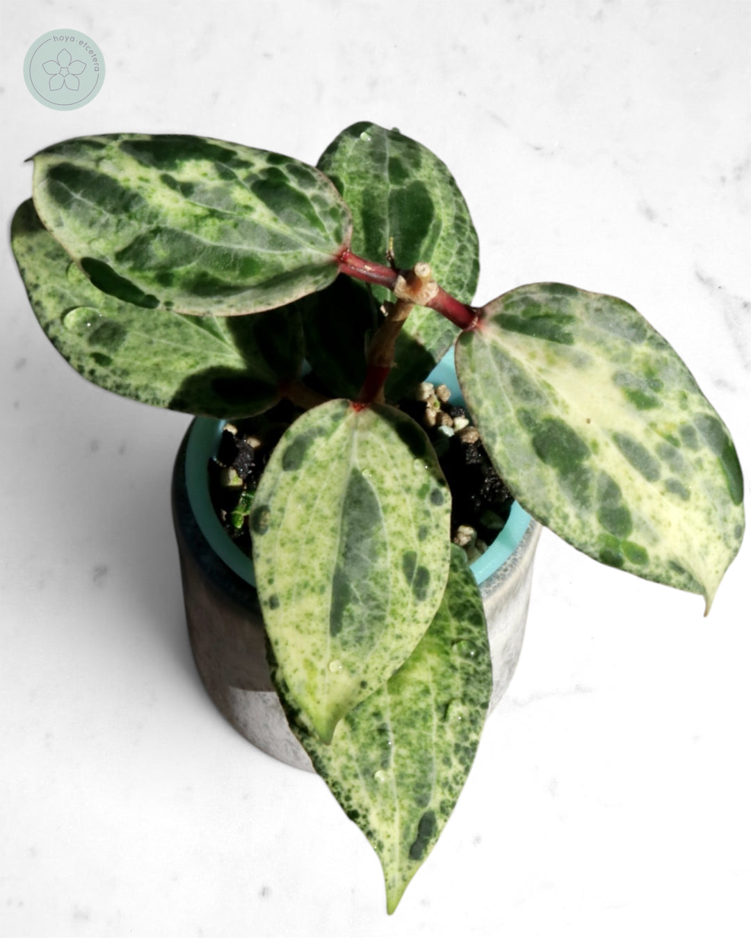 Hoya 'Swiffer’s Nightmare'
