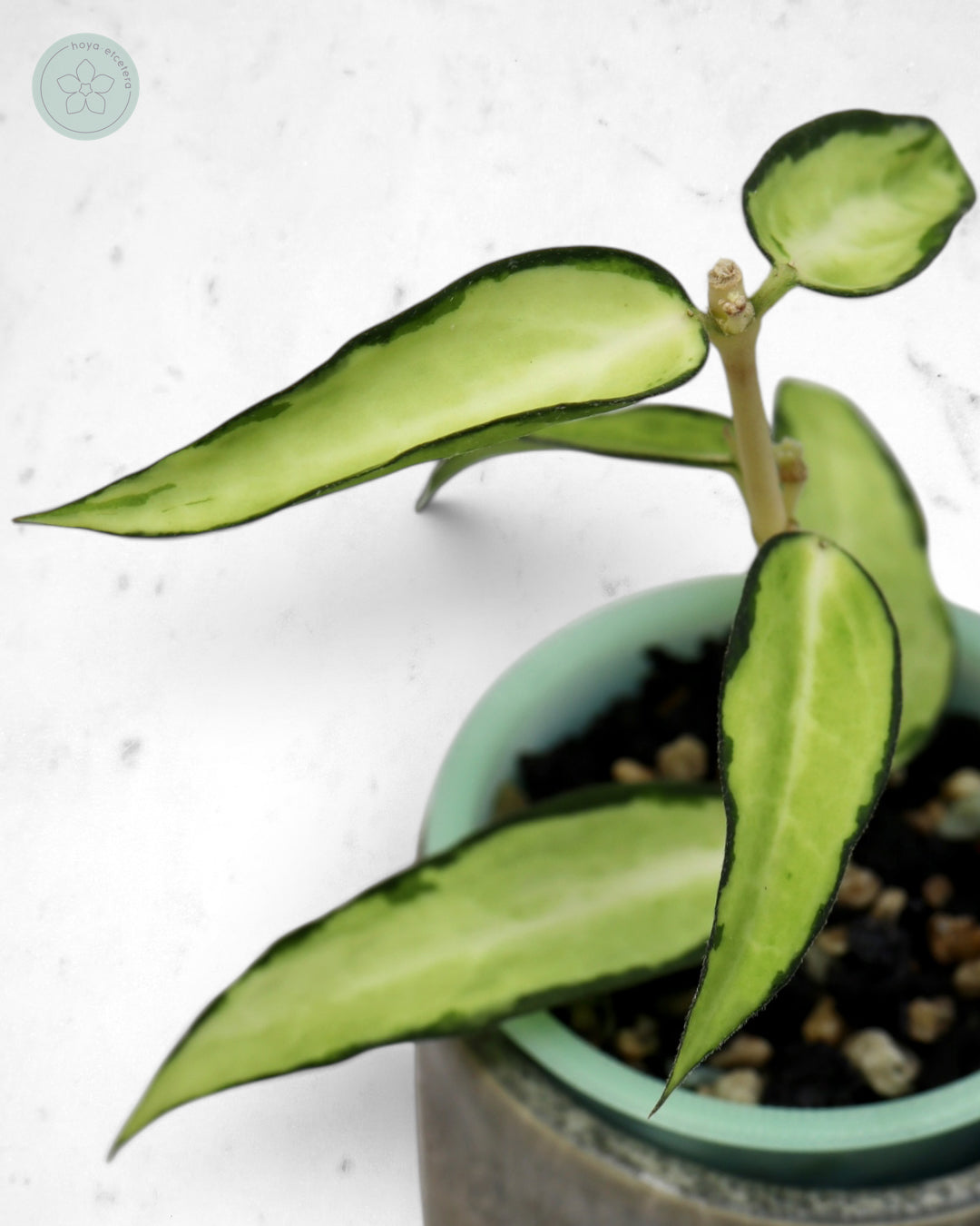 Hoya burmanica (variegated)