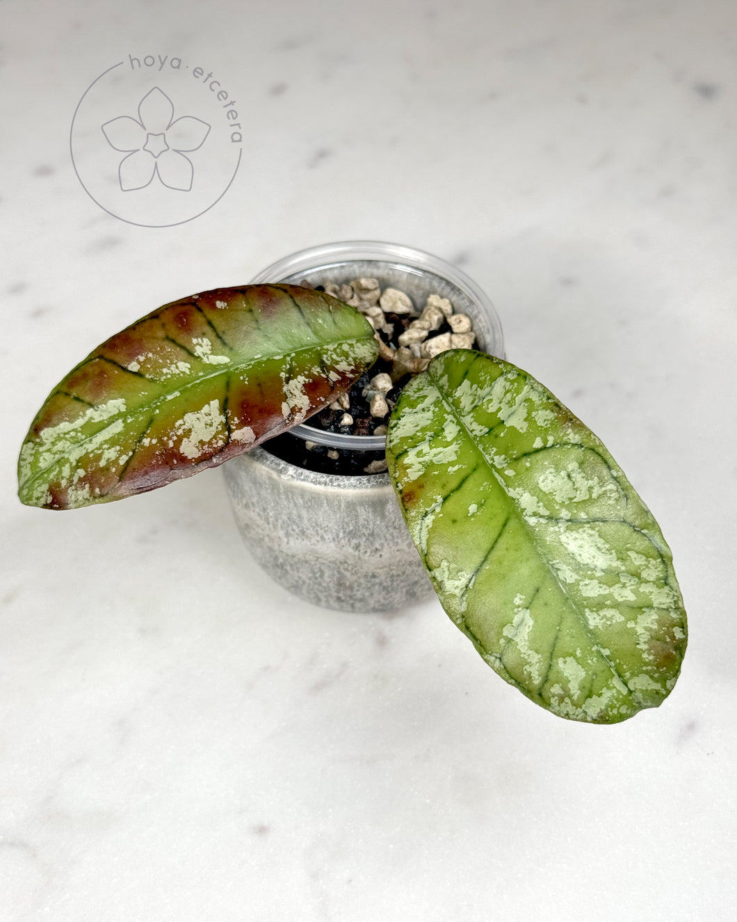 Hoya sp. Gunung Gading (Ghost)