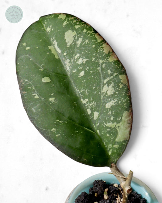 Hoya nervosa x 'Joy' (splash)