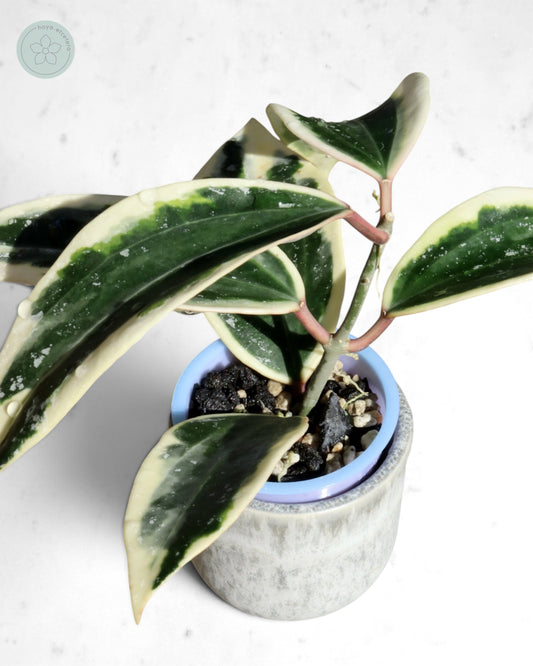 Hoya sp. Rangsan (albo splash)