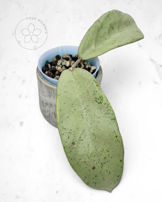 Hoya 'Emperor' (aff clemensiorum silver)