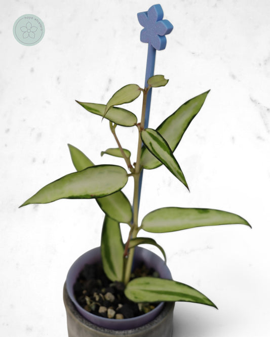Hoya burmanica (variegated)