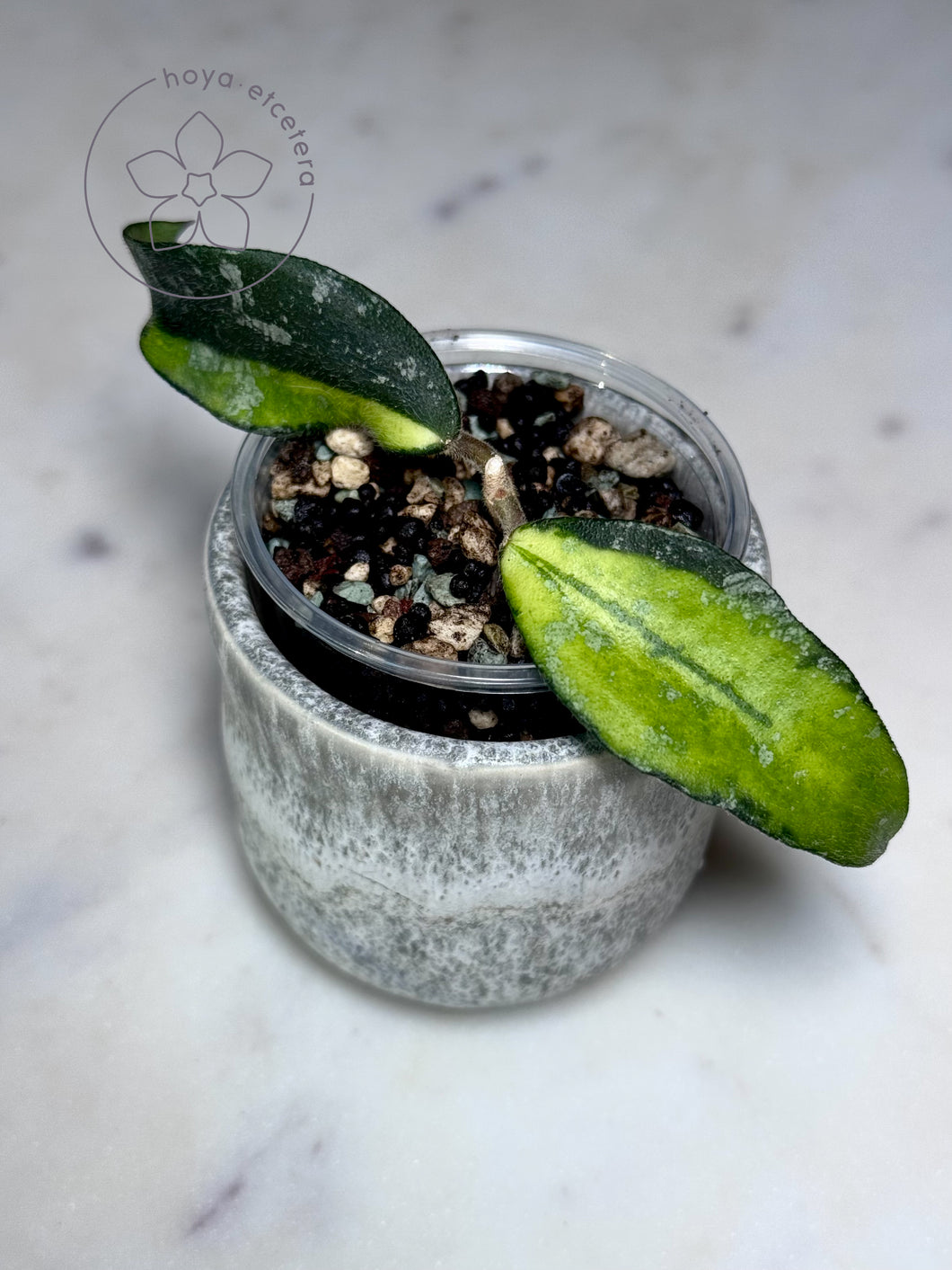 Hoya phuwuaensis (variegated)