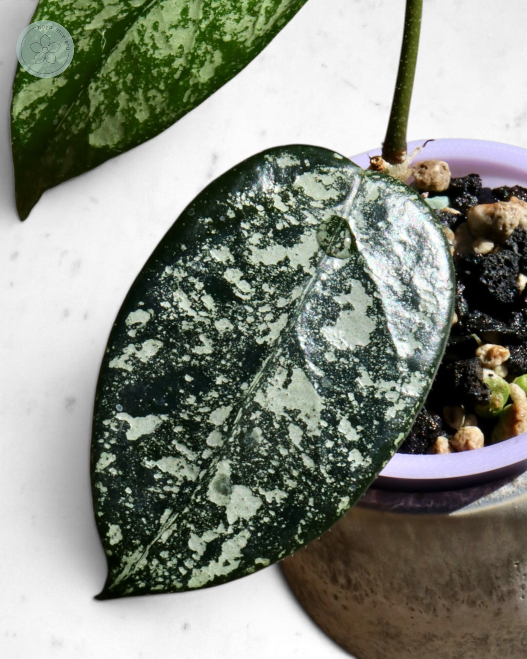 Hoya sp. Son La (silver)