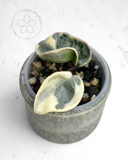 Hoya compacta 'Oblak'
