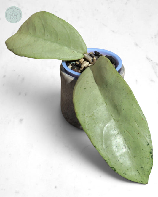 Hoya 'Emperor' (silver)