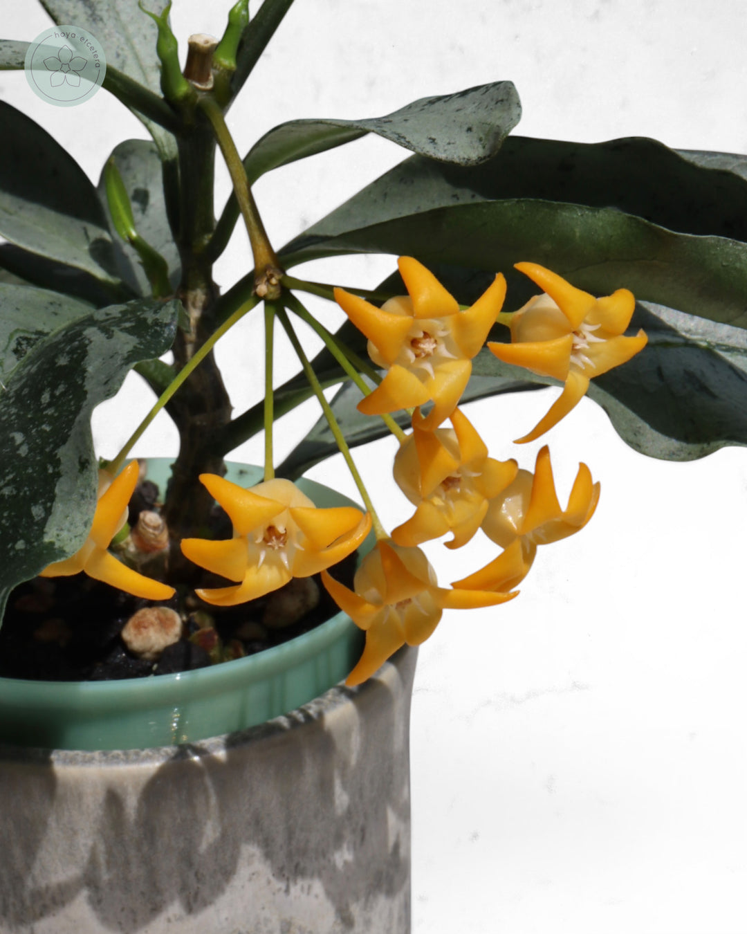 Hoya occultata (silver)