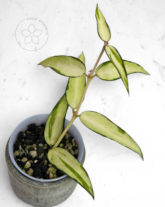 Hoya burmanica (variegated)