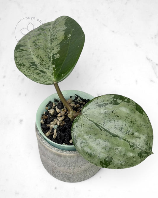 Hoya latifolia 'MRH'