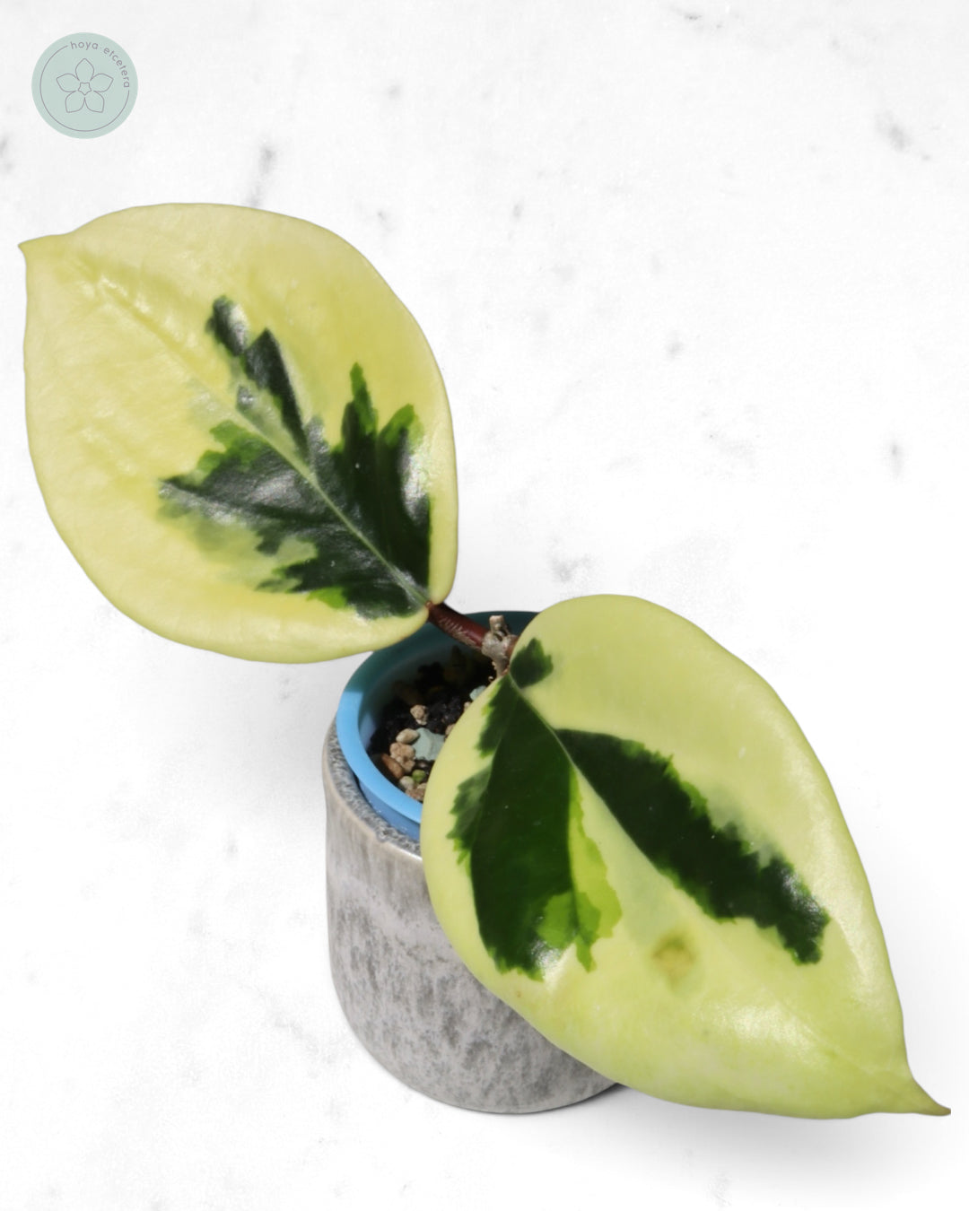 Hoya ilagiorum (albo)