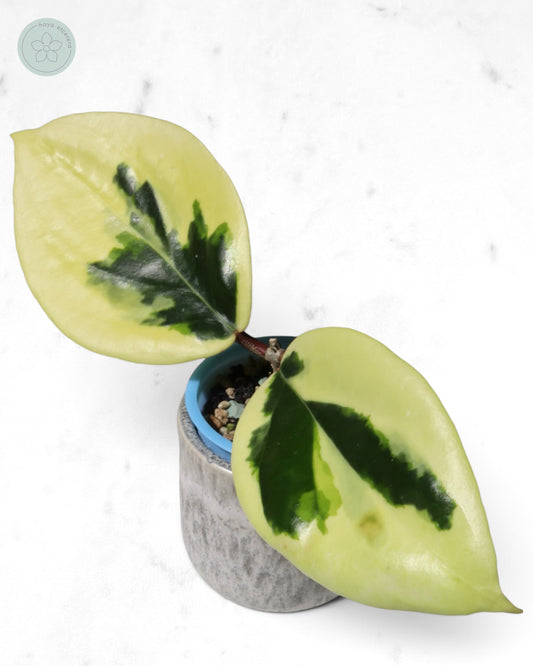 Hoya ilagiorum (albo)