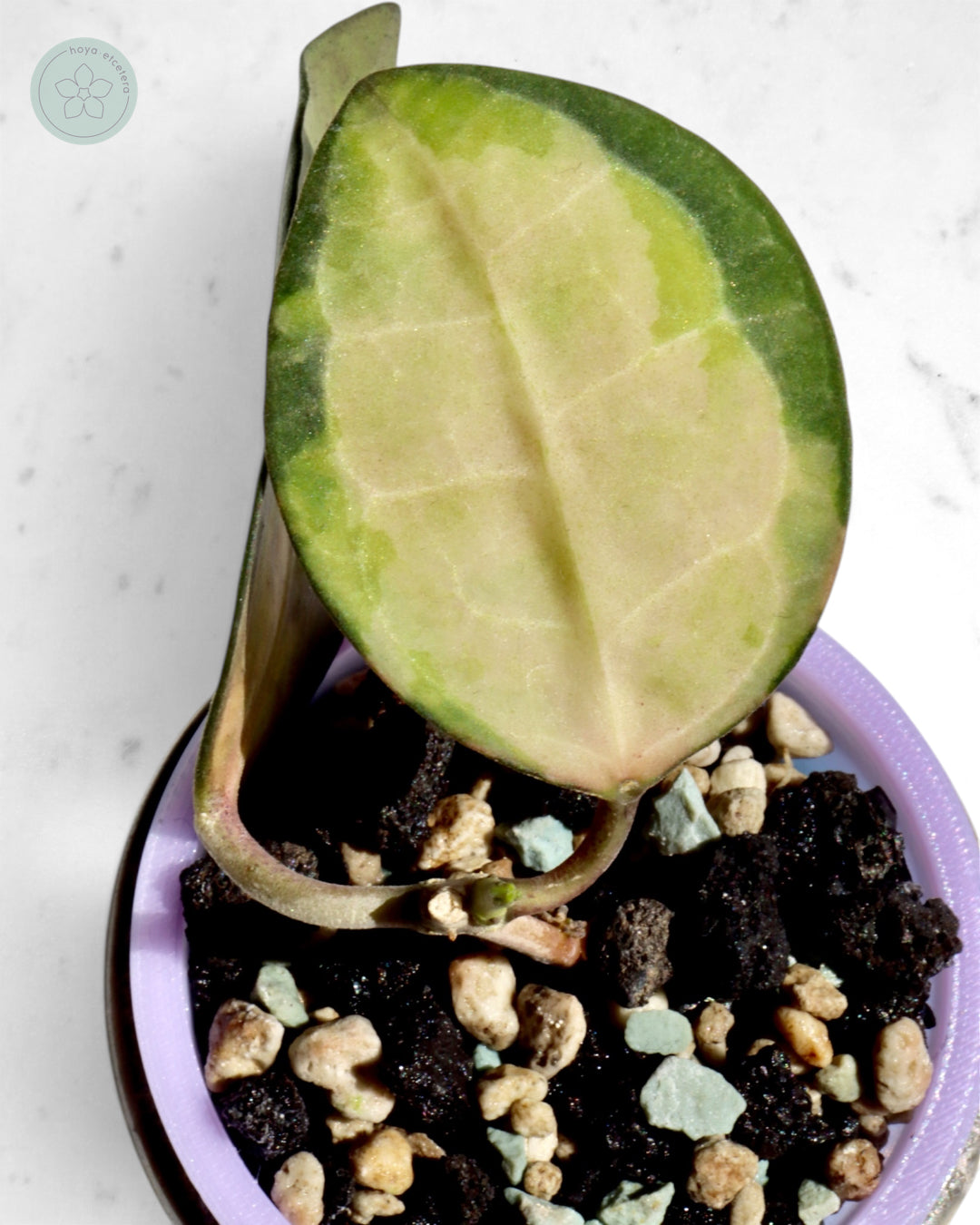 Hoya elliptica (variegated)