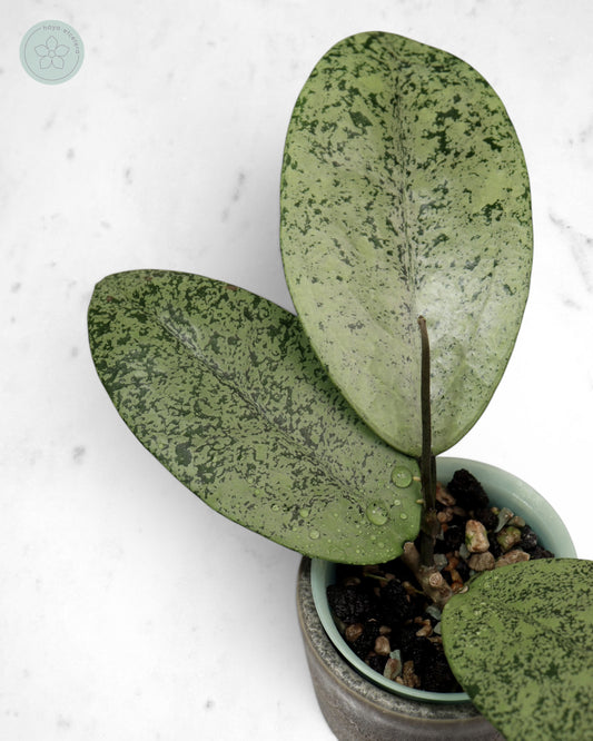 Hoya sp. Ponorogo (silver)