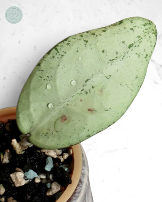 Hoya 'Emperor' (silver)