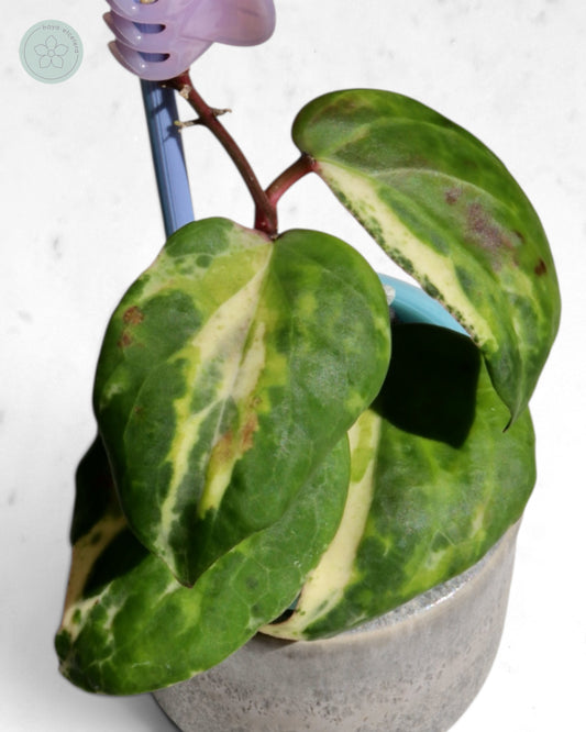 Hoya 'Swiffer’s Nightmare'