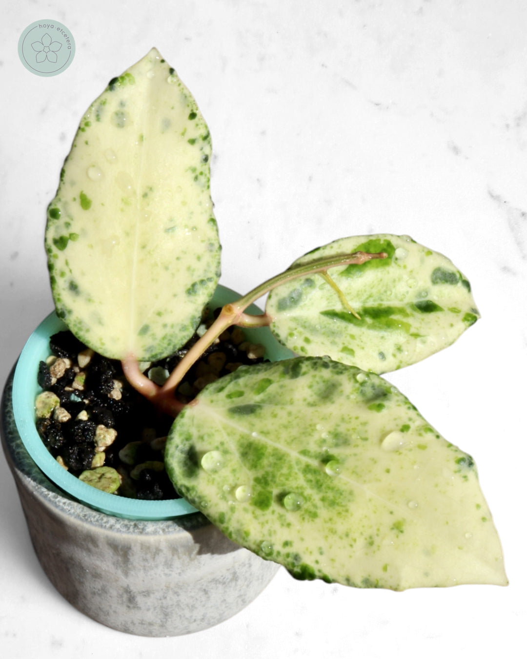 Hoya 'Candy'
