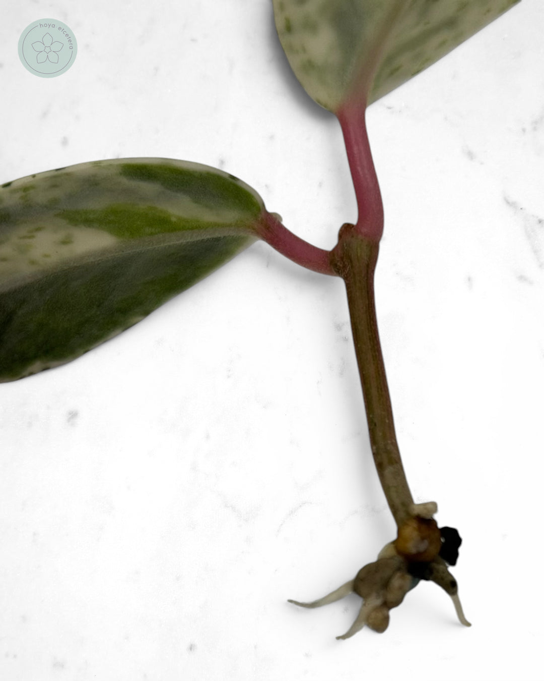 Hoya carnosa 'Madara' (Snow Angel)
